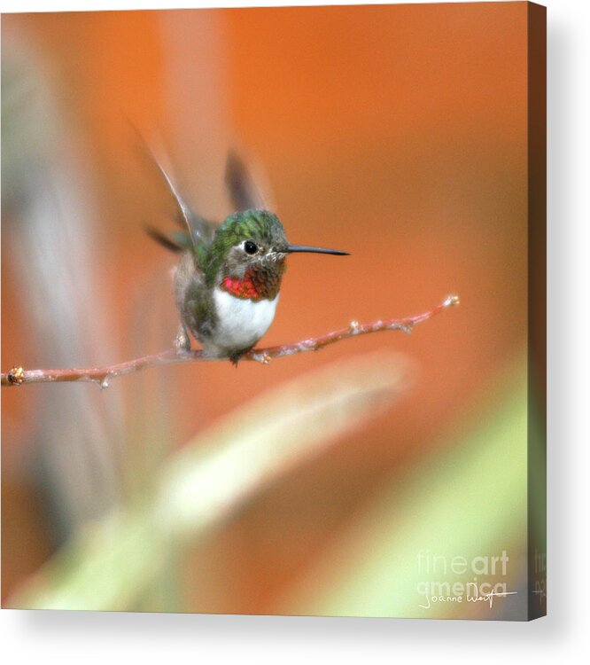 Hummingbird Acrylic Print featuring the photograph Ucellino Hummingbird by Joanne West