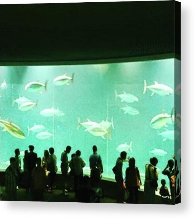 Fish Acrylic Print featuring the photograph Under The Sea
#mobileprints #tuna by Sunny White