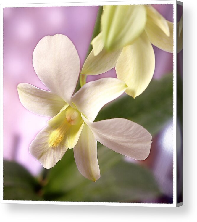 White Flower Acrylic Print featuring the photograph Unique White Orchid by Mike McGlothlen