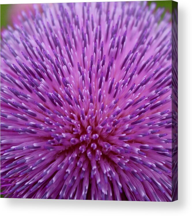 Photograph Acrylic Print featuring the photograph Up Close on Musk Thistle Bloom by M E