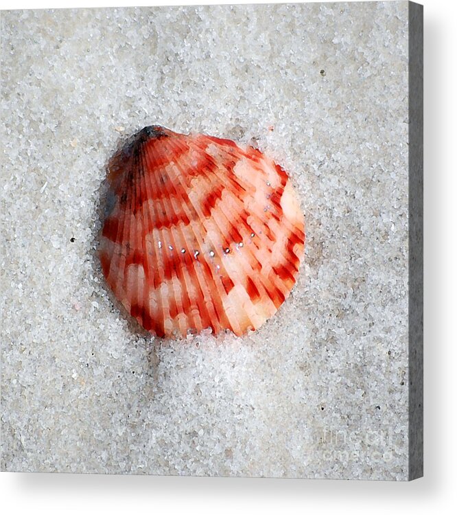 Shell Acrylic Print featuring the photograph Vibrant Red Ribbed Sea Shell in Fine Wet Sand Macro Square Format Watercolor Digital Art by Shawn O'Brien