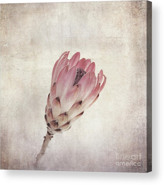 Protea Acrylic Print featuring the photograph Vintage protea flower by Jane Rix