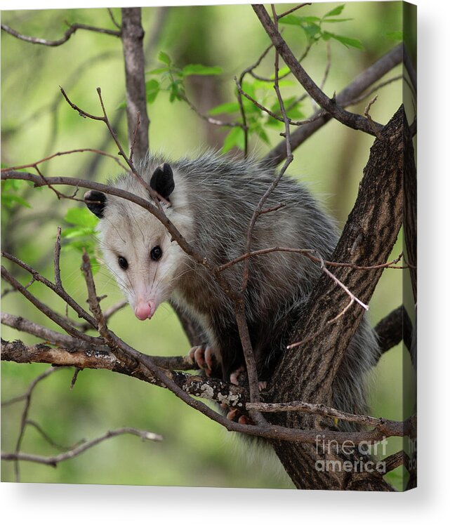 Virginia Opossum Acrylic Print featuring the photograph Virginia Opossum by Natural Focal Point Photography