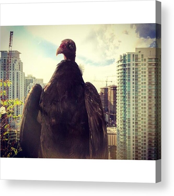 Building Acrylic Print featuring the photograph Vulture Perched On A High Rise Building by Juan Silva