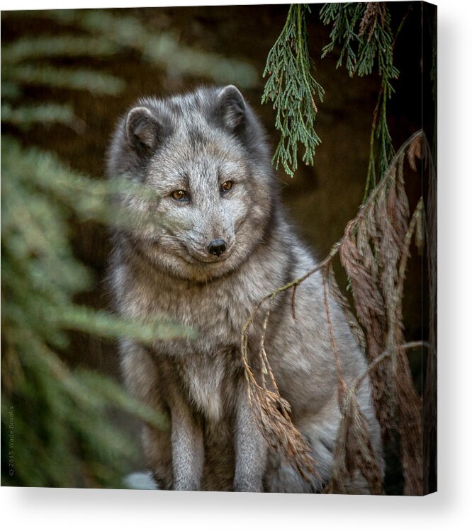 Nc Zoo Acrylic Print featuring the photograph Waiting for Red by Wade Brooks