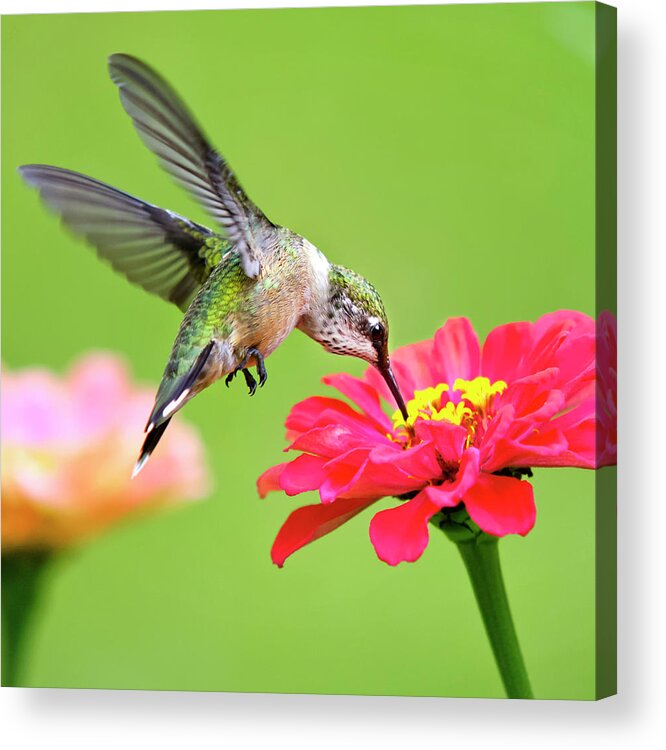 Hummingbird Acrylic Print featuring the photograph Waiting in the Wings Hummingbird Square by Christina Rollo