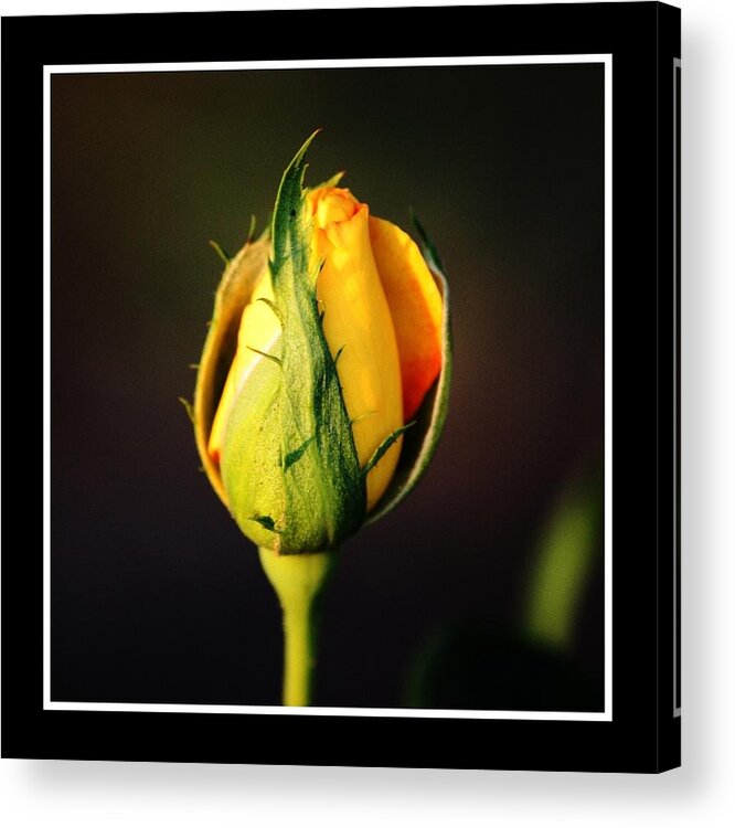 Rose Acrylic Print featuring the photograph Waiting On A Visitor by KayeCee Spain