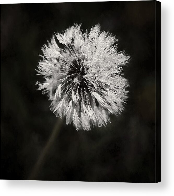 Dandelion Flower Acrylic Print featuring the photograph Water Drops on Dandelion Flower by Scott Norris