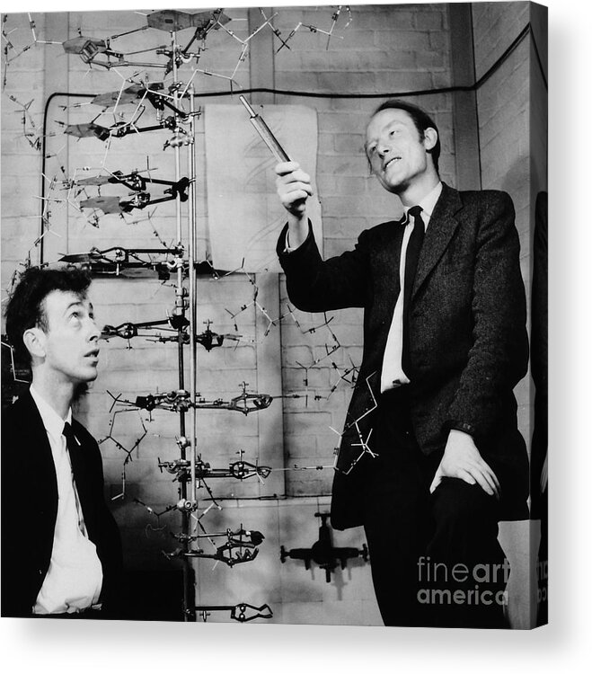 Watson Acrylic Print featuring the photograph Watson and Crick by A Barrington Brown and Photo Researchers
