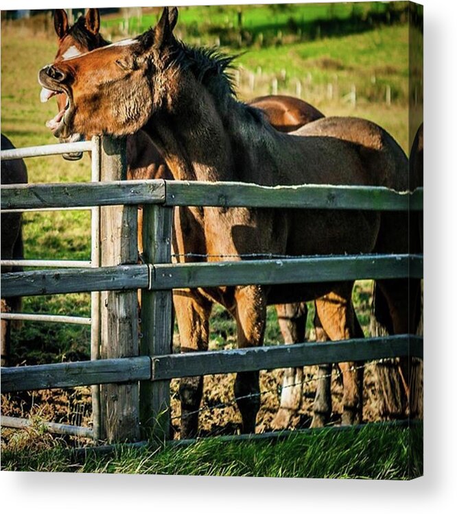 Equestrian Acrylic Print featuring the photograph We All Have A Friend Who Is Hilarious by Aleck Cartwright