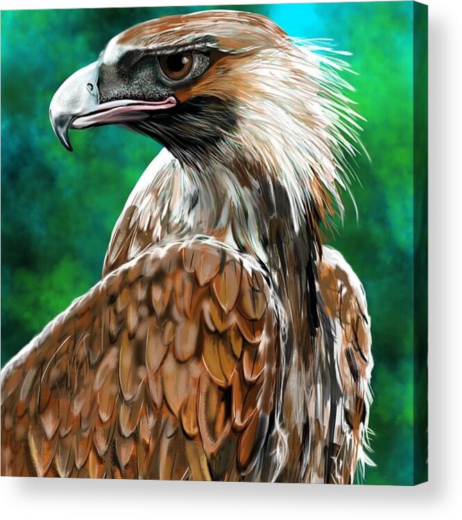 Eagle Acrylic Print featuring the photograph #wedgetaileagle #eagle by David Burles