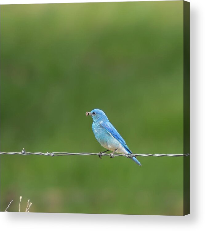 Bluebirds Acrylic Print featuring the photograph Western Bluebird by Brenda Jacobs