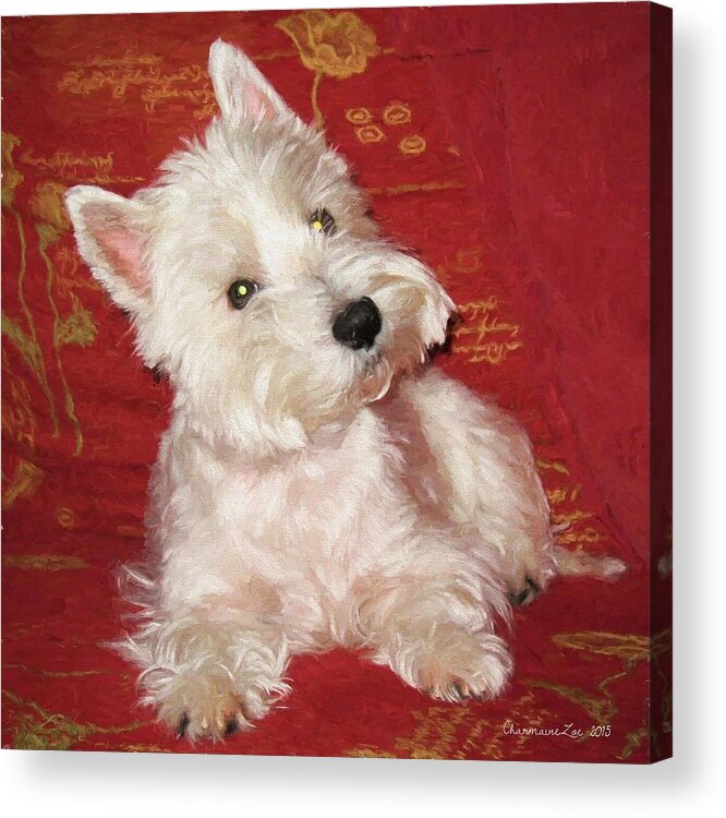 Dog Acrylic Print featuring the digital art West Highland White Terrier 1 by Charmaine Zoe