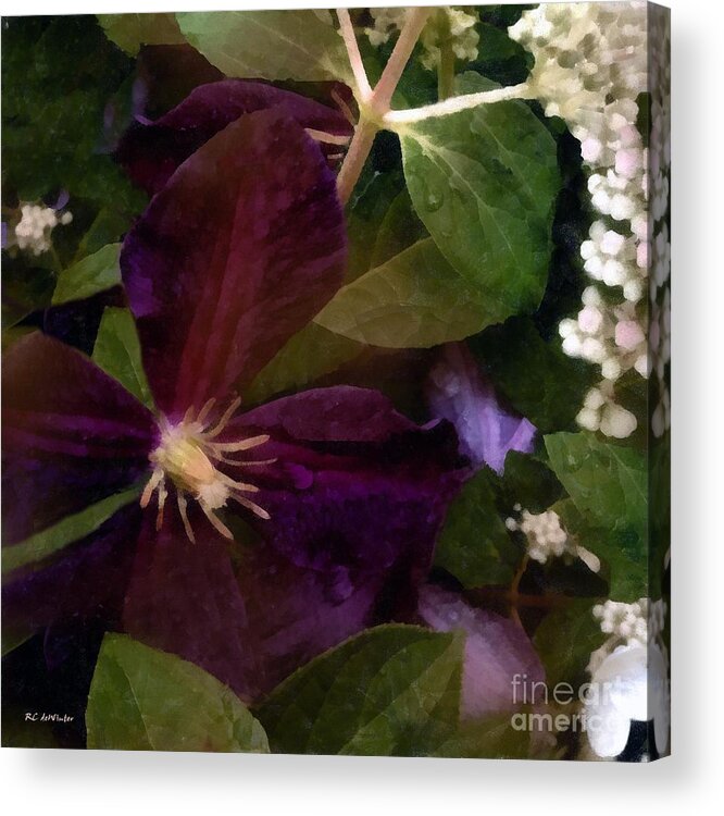 Clematis Acrylic Print featuring the painting Wet Velvet by RC DeWinter