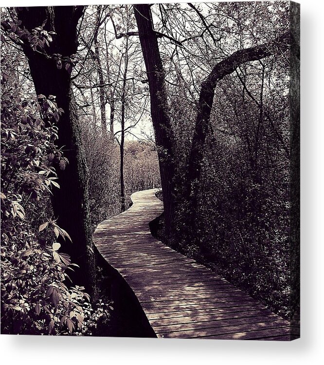 Nature Acrylic Print featuring the photograph Wetlands Trail by Frank J Casella