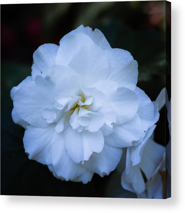Bellingham Acrylic Print featuring the photograph White as Snow Begonia by Judy Wright Lott