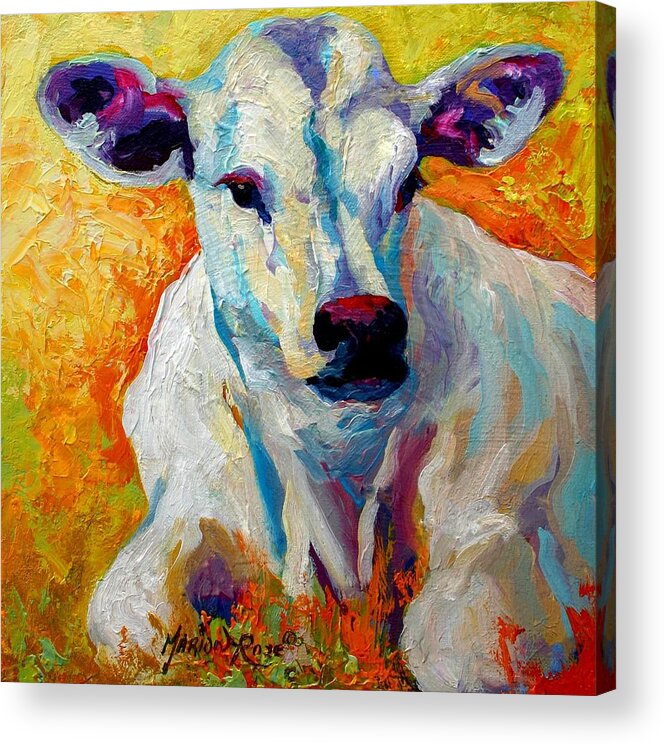 Western Acrylic Print featuring the painting White Calf by Marion Rose