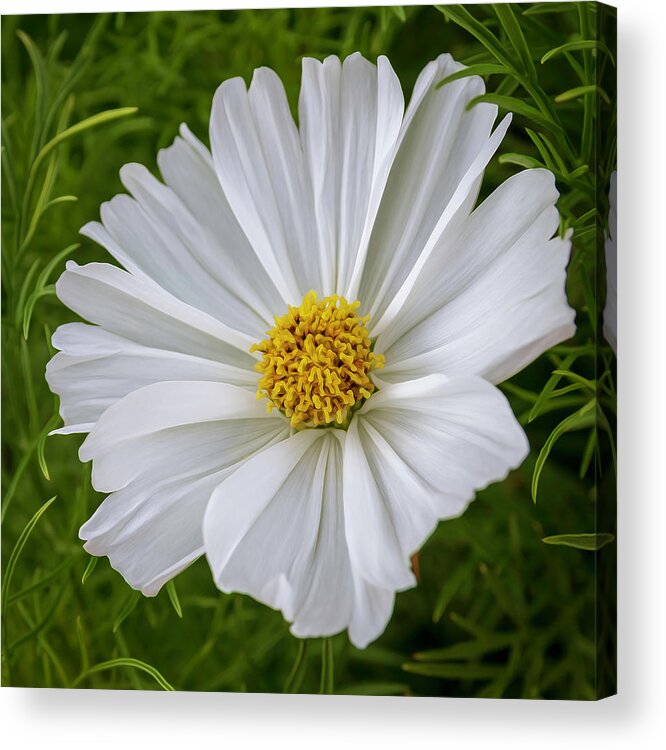 Flowers Acrylic Print featuring the photograph White Cosmos by Catherine Avilez