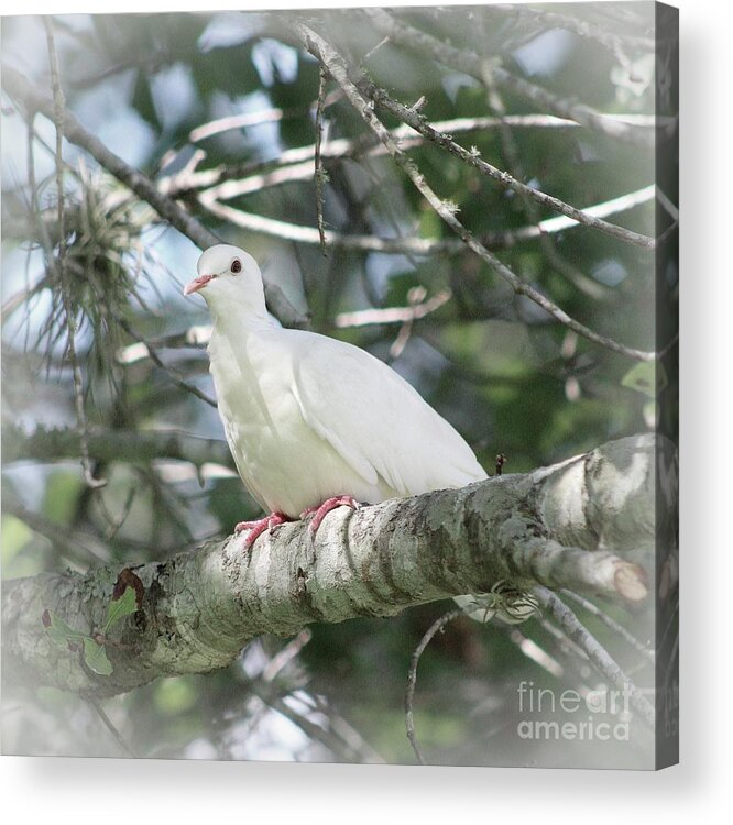 Doves Acrylic Print featuring the photograph White Dove Messenger by Ella Kaye Dickey