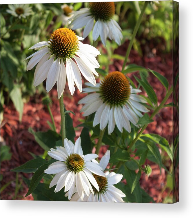 Photograph Acrylic Print featuring the photograph White Echinacea in Pastel by Suzanne Gaff