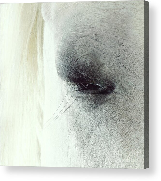 Horse Acrylic Print featuring the photograph White horse beautiful eye by Dimitar Hristov