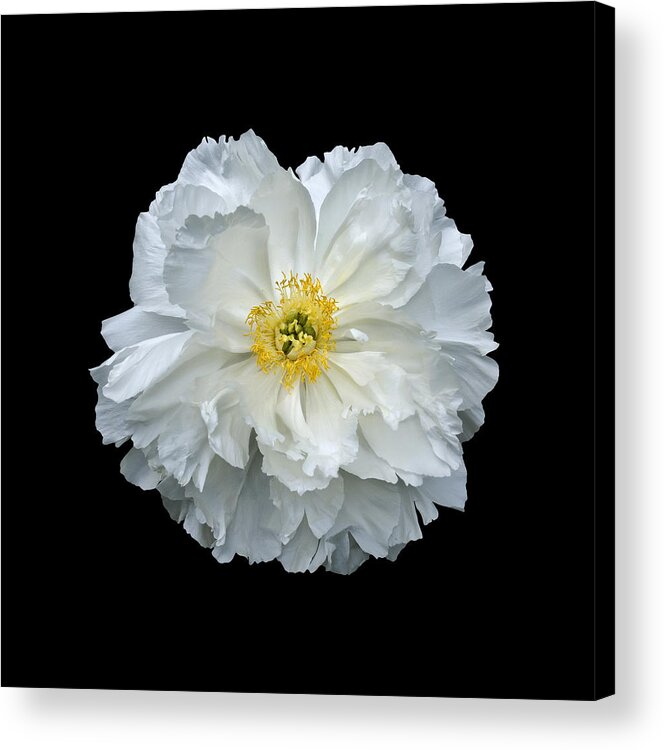 Peonies Acrylic Print featuring the photograph White Peony by Charles Harden