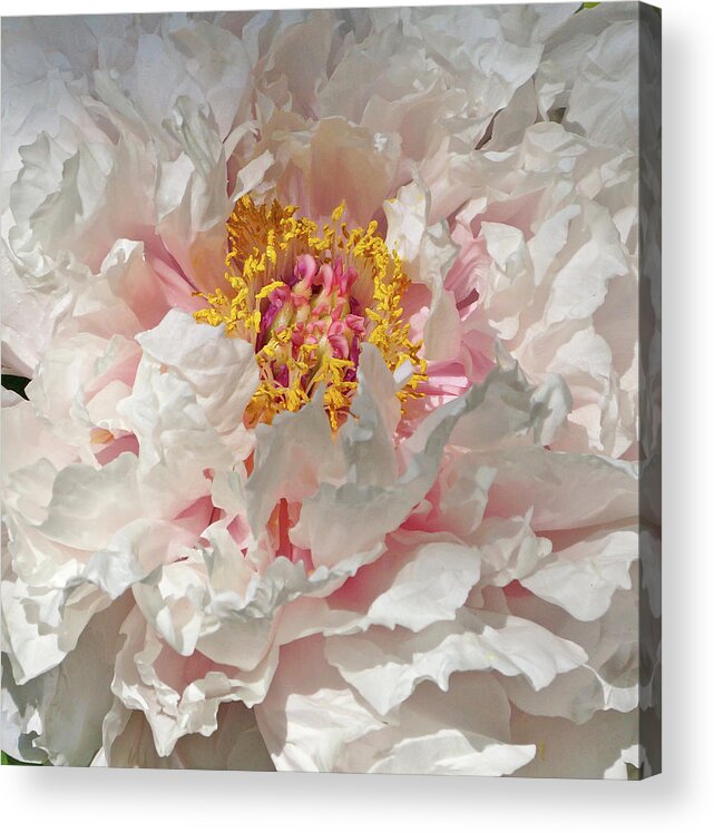 White Peony Acrylic Print featuring the photograph White Peony by Sandy Keeton