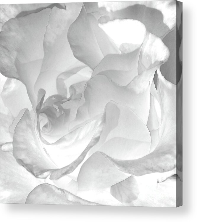 Black And White Acrylic Print featuring the photograph White Rose - Limited Edition Available 1 of 25 by Lauren Leigh Hunter Fine Art Photography