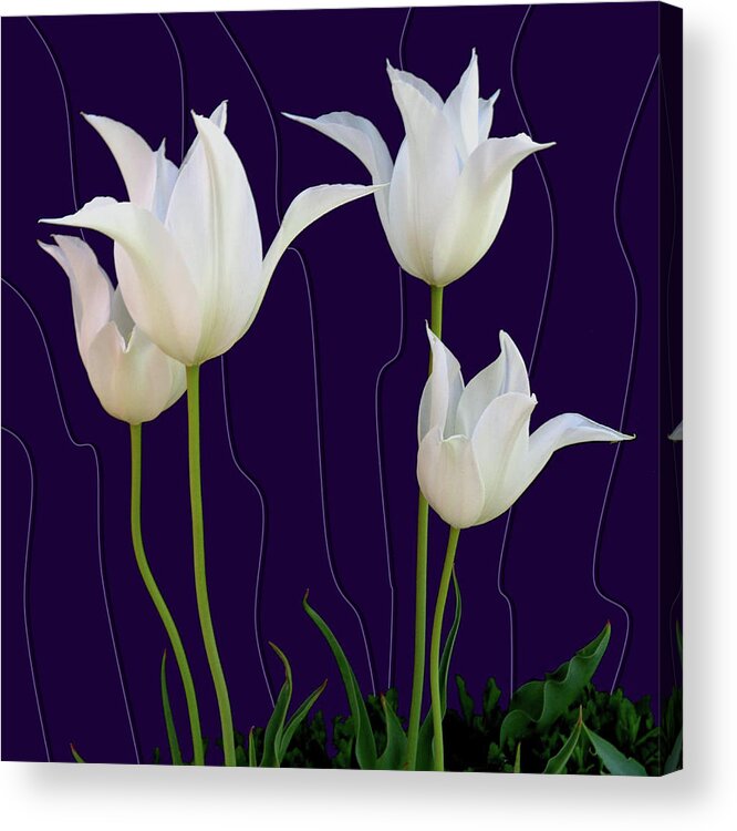 Tulips Acrylic Print featuring the photograph White Tulips for a New Age by Tara Hutton