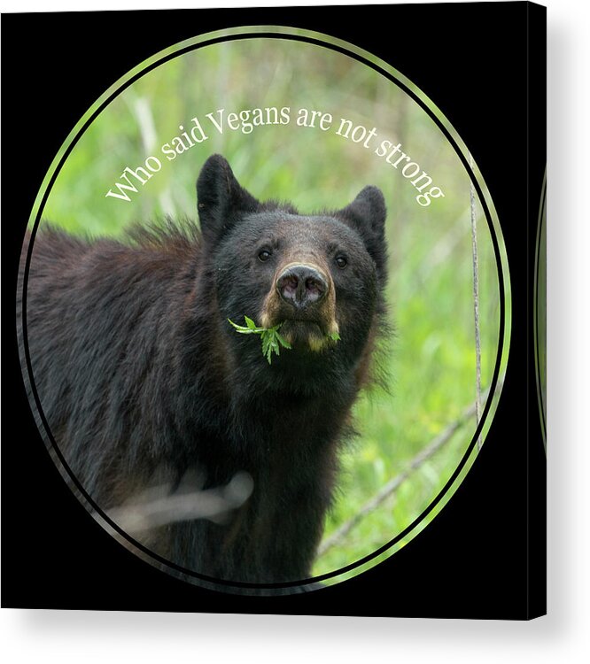 Black Bear Acrylic Print featuring the photograph Who said Vegans are not strong by Dan Friend