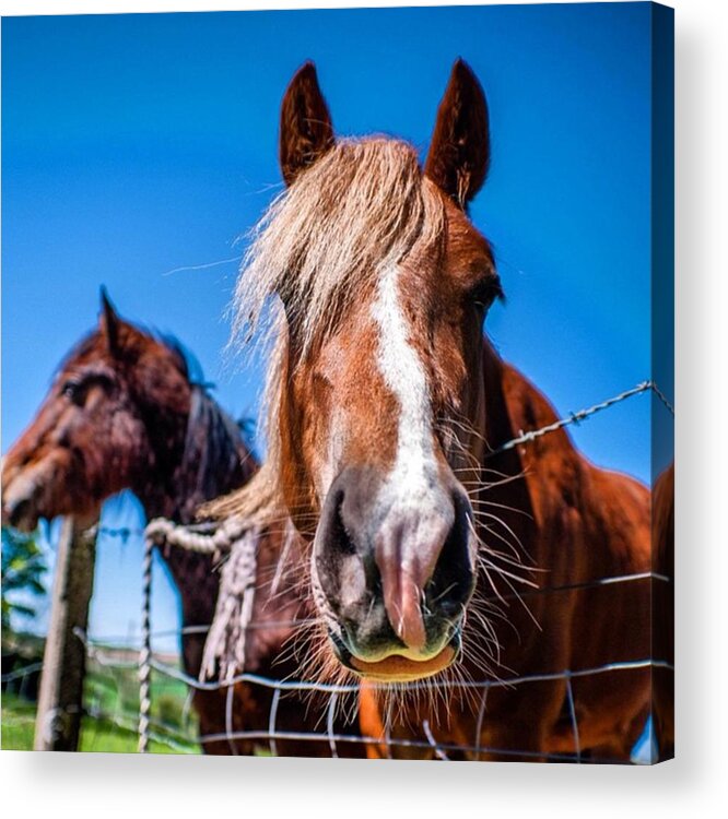 Horse Acrylic Print featuring the photograph Why The Long Face? by Aleck Cartwright