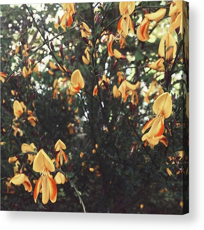 Plant Acrylic Print featuring the photograph #wild #flowers #nature #natural by Emma Gillett