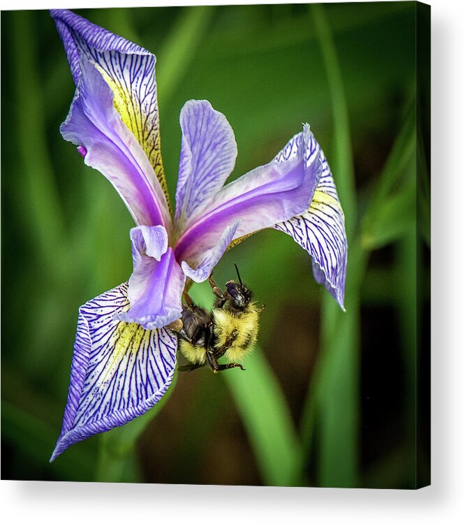 Wild Iris Acrylic Print featuring the photograph Wild Iris With Bee by Paul Freidlund
