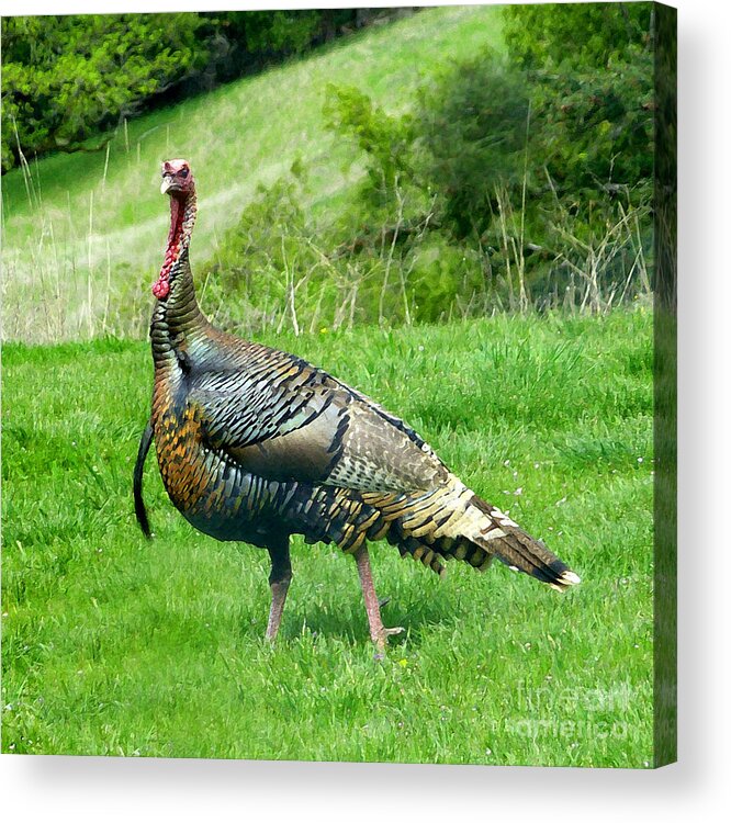 Turkey Acrylic Print featuring the photograph Wild Thing by JoAnn SkyWatcher