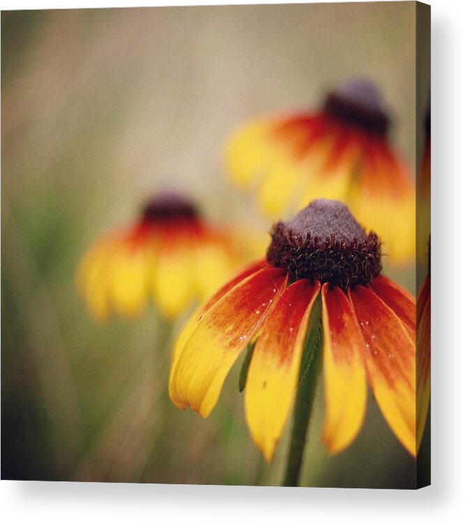 Wildflowers Acrylic Print featuring the photograph Wildfire Wildflowers by Holly Ross