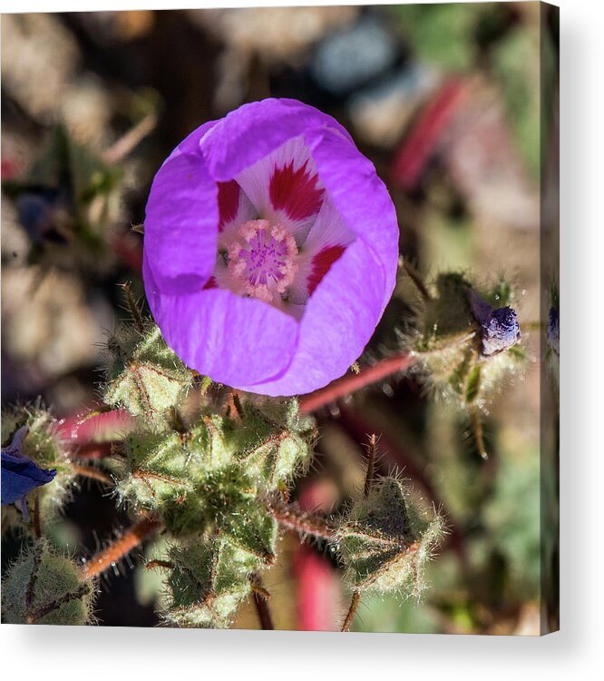 National Park Acrylic Print featuring the photograph Wildflower Five Star by Paul Freidlund