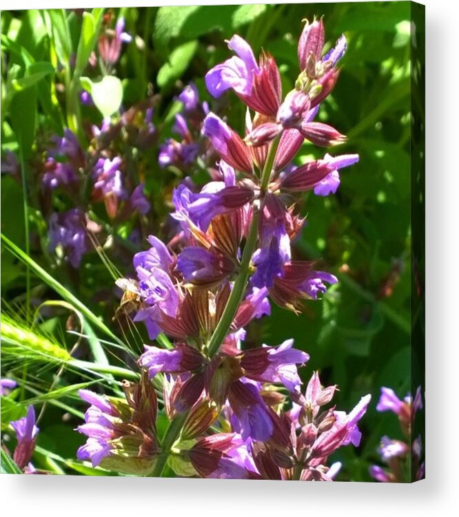 Plant Acrylic Print featuring the photograph #wildflowers In #purple #country by Shari Warren