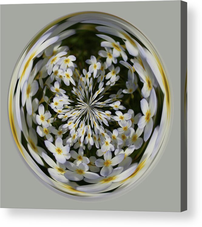 White Acrylic Print featuring the photograph Wildflowers Orb by Bill Barber