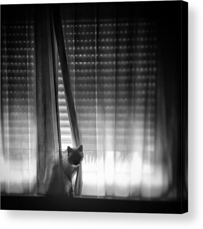 Animal Acrylic Print featuring the photograph Window Cat by Rafa Rivas