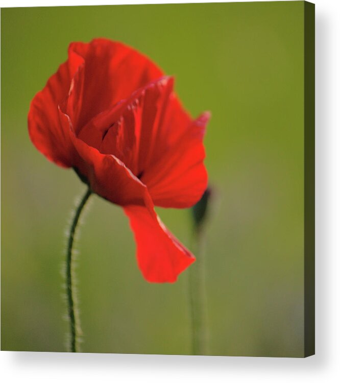 Windswept Acrylic Print featuring the photograph Windswept Poppy by Adrian Wale