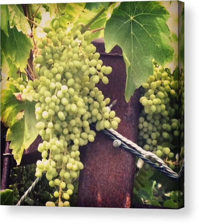 Didisaywine Acrylic Print featuring the photograph #wine On The #vine . Love These Little by Shari Warren