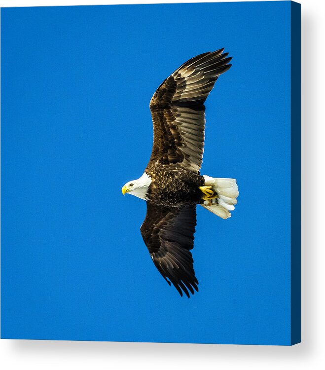 Eagle Acrylic Print featuring the photograph Winging Home for Dinner by John Roach