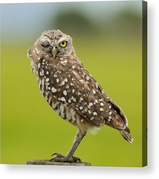 Owl Acrylic Print featuring the photograph Winking Owl by Bradford Martin
