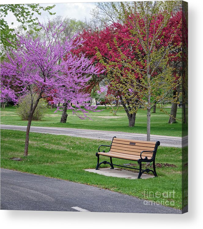 Bench Acrylic Print featuring the photograph Winona MN Bench with Flowering Tree by Yearous by Kari Yearous