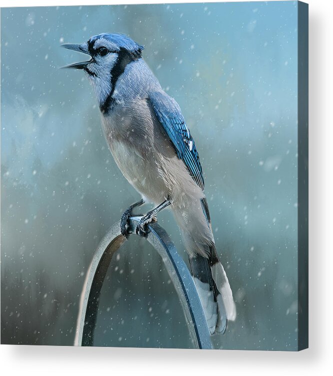 Blue Jay Acrylic Print featuring the photograph Winter Blue Jay Square by Cathy Kovarik