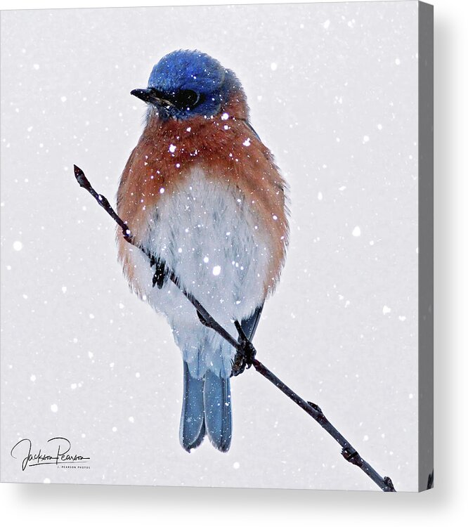 Bluebird Acrylic Print featuring the photograph Winter Bluebird by Jackson Pearson
