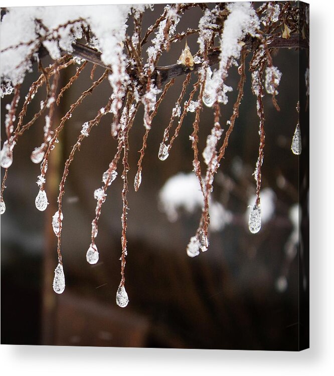 Snow Acrylic Print featuring the photograph Winter Ornament by Terri Hart-Ellis