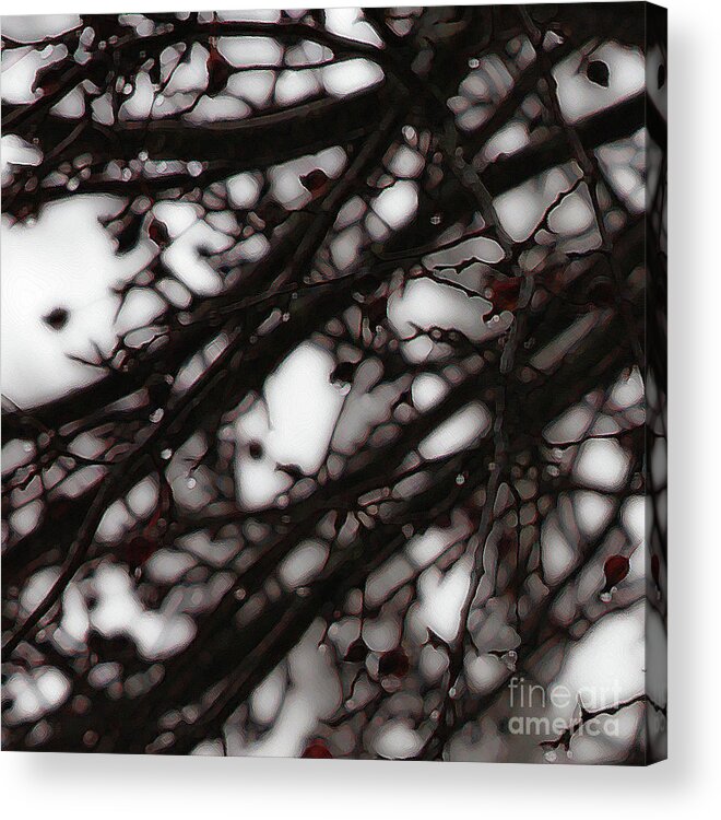Branches Acrylic Print featuring the photograph Winter Rain - 3 by Linda Shafer