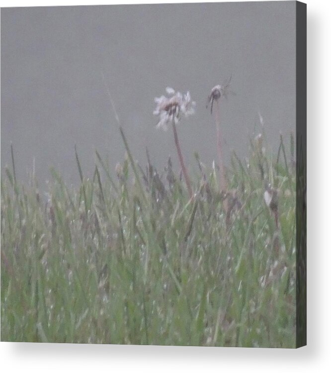 Being In The Present Acrylic Print featuring the photograph Wishes and Dreams by Catherine Arcolio