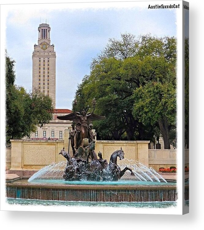 Collegelife Acrylic Print featuring the photograph Wishing You A Fabulous Friday From One by Austin Tuxedo Cat